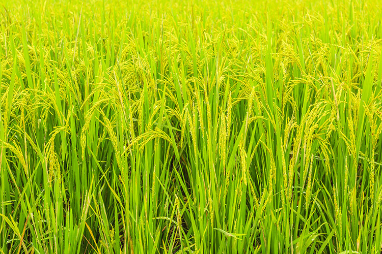 Rice store